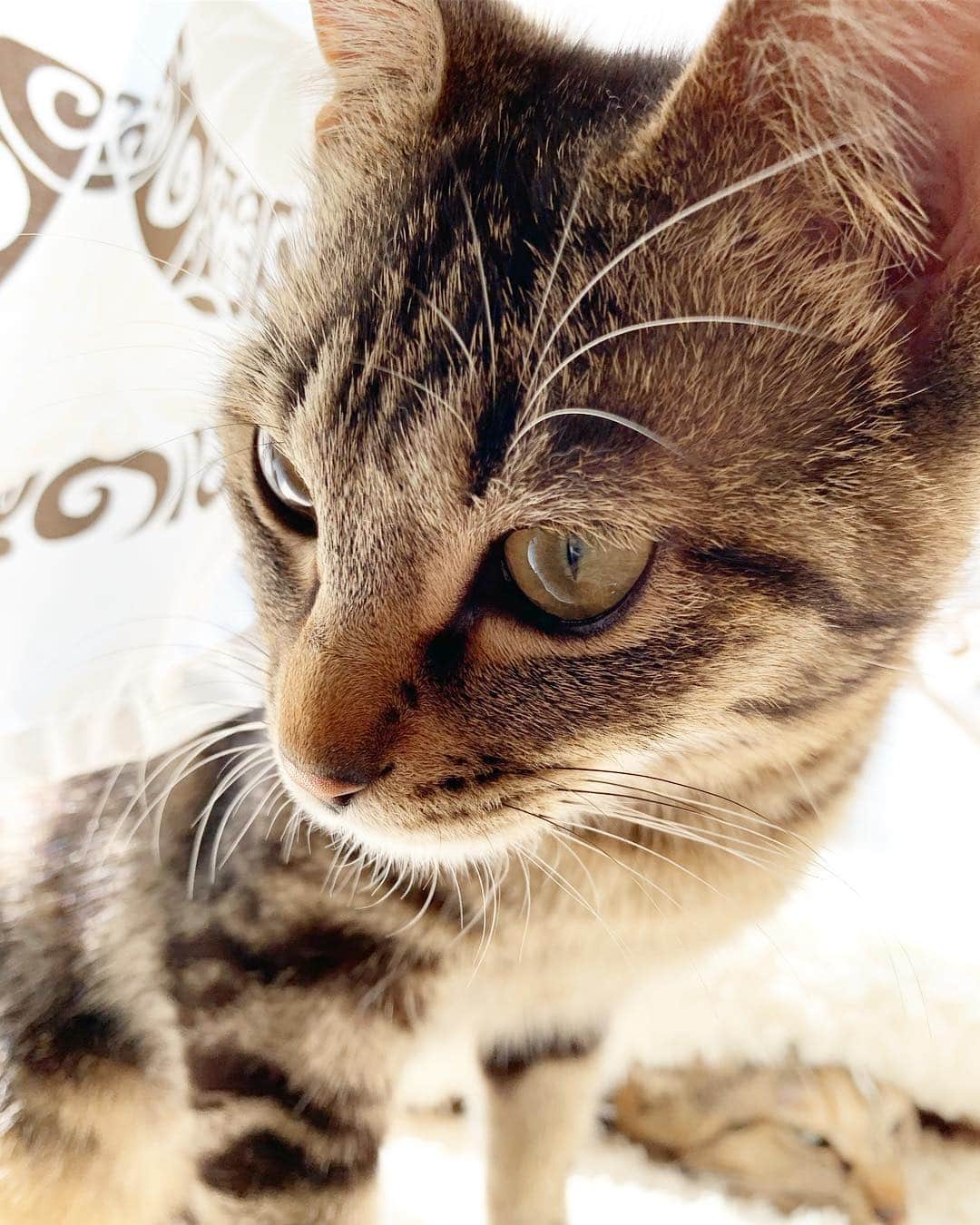 南口奈々さんのインスタグラム写真 - (南口奈々Instagram)「. い、いいいきなり近づくにゃあ！！ #猫見知り怖がりミル #心の俳句 #ちびと後ろに茶こ #ミルスタ #instacat #ネコスタグラム #猫 #ネコ #にゃんこ #cat  #ふわもこ部 #ペコねこ部 #スノーシュー #靴下にゃんこ #キジトラ #元野良猫 #元保護猫」4月6日 15時40分 - gemmillstagram7
