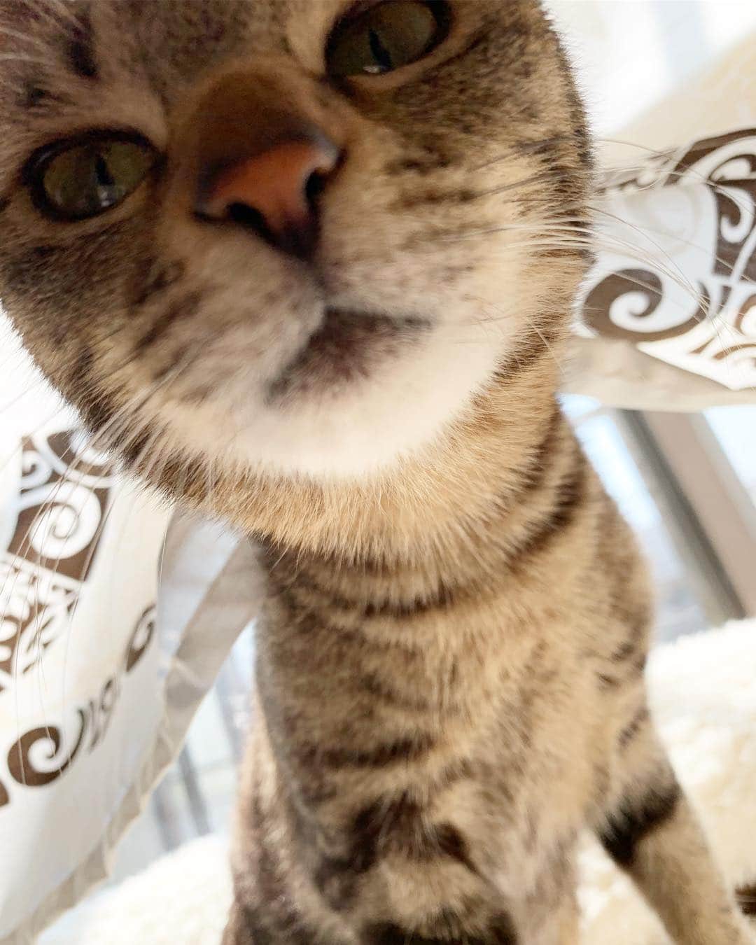 南口奈々のインスタグラム：「. い、いいいきなり近づくにゃあ！！ #猫見知り怖がりミル #心の俳句 #ちびと後ろに茶こ #ミルスタ #instacat #ネコスタグラム #猫 #ネコ #にゃんこ #cat  #ふわもこ部 #ペコねこ部 #スノーシュー #靴下にゃんこ #キジトラ #元野良猫 #元保護猫」