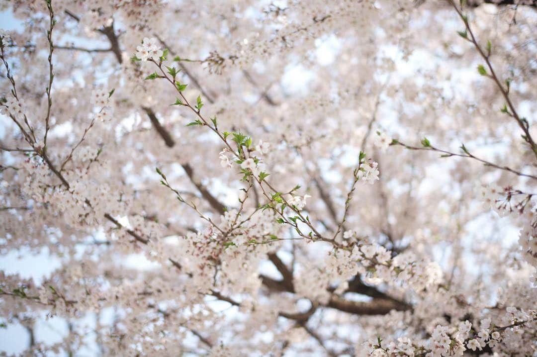 野々すみ花さんのインスタグラム写真 - (野々すみ花Instagram)「はぁ、春。 近所の公園で、 さっき撮りました。 若い葉っぱが顔を出し、風に舞う花びらをぼーっと眺める。これくらいの時期が私はなんだか好きです。 . さて、、ご無沙汰しておりました。 野々は元気です。 先月は、沢山の温かいコメントを本当にありがとうございました。 ブログではお知らせしていましたが、今日から時代劇『やじ×きた 元祖・東海道中膝栗毛』の放送が始まります。野々の登場は来週４月13日(土)の第２話ですが、せっかくなのでもしお時間ありましたら今日の第1話からぜひご覧くださいませ。 きっと楽しいです。 . #bsテレ東 (全国無料放送)  #土曜ドラマ9  #やじきた」4月6日 15時50分 - osumi_sumi