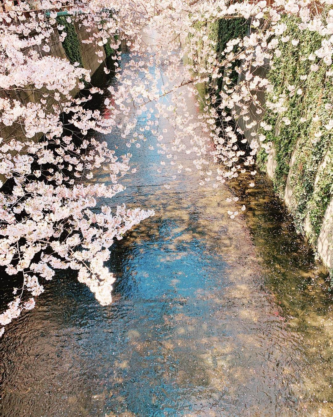 神田咲実さんのインスタグラム写真 - (神田咲実Instagram)「🤩🌸✨ 信じられないくらい キレイだった日🌸✨ *  今年もいっぱい魅せてもらった😌🌸 * #もう少しだけ楽しませてね🌸 #sakura#cherryblossom#spring #目黒川」4月6日 15時55分 - sakimikanda