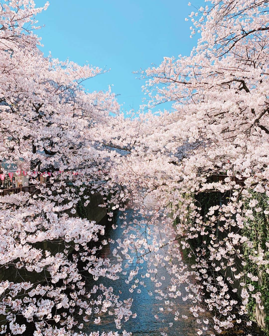 神田咲実さんのインスタグラム写真 - (神田咲実Instagram)「🤩🌸✨ 信じられないくらい キレイだった日🌸✨ *  今年もいっぱい魅せてもらった😌🌸 * #もう少しだけ楽しませてね🌸 #sakura#cherryblossom#spring #目黒川」4月6日 15時55分 - sakimikanda