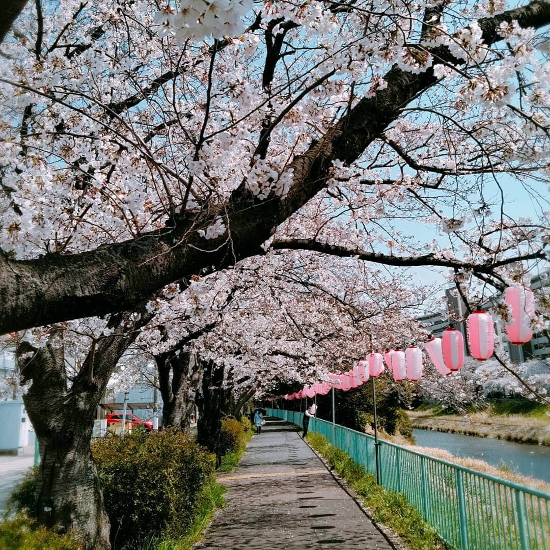 佐藤裕二さんのインスタグラム写真 - (佐藤裕二Instagram)「これ以上ない#お花見日和 ですね〜🌸 #天白川 の#土手 の#桜並木 も#満開 です。  #桜 #さくら #ソメイヨシノ  #花見 ##お花見 #花 #桜まつり  #名古屋 #天白区 #名古屋市天白区  #メーテレ #ドデスカ #アナウンサー  #佐藤裕二」4月6日 15時57分 - karaage_satou