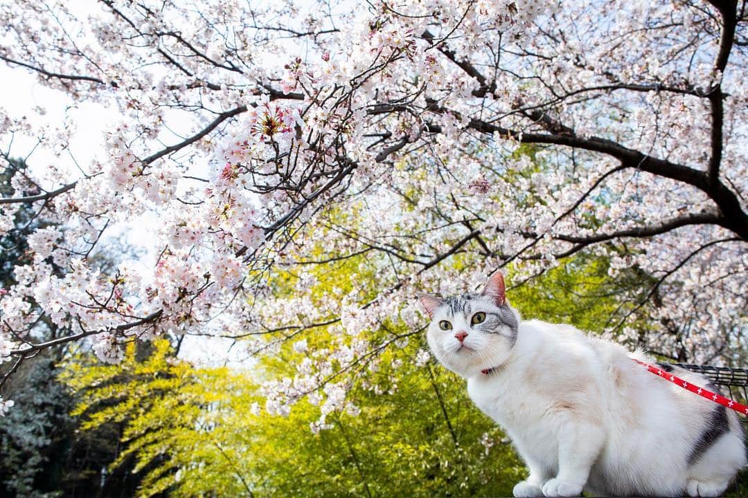 ホタテ＆クラム＆シラスのインスタグラム：「さくら咲く近所の遊歩道をお散歩してきました^ ^ #cat #neko #ScottishFold #猫 #ねこ #スコティッシュフォールド #catstagram #instagram #instagramjapan #ig_japan #igersjp」
