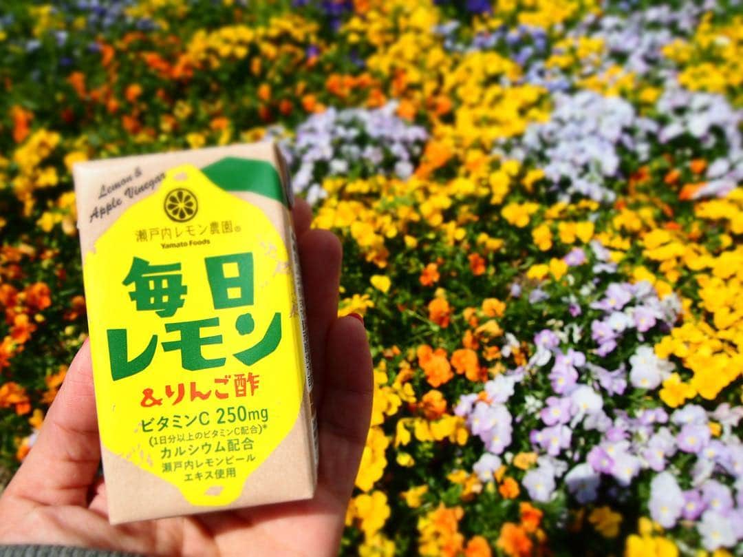 瀬戸内レモン農園さんのインスタグラム写真 - (瀬戸内レモン農園Instagram)「.﻿﻿﻿﻿ 2019.4.6①﻿ #毎日レモンチャレンジ﻿ 🍋﻿﻿﻿ ﻿﻿﻿﻿ #花﻿﻿ 広島城近くでキレイに咲いていました💐﻿ いい香りがして癒されるます(o^^o)﻿ ﻿﻿﻿ 皆様も #毎日レモンチャレンジ とつけて﻿﻿﻿﻿ 投稿してみてください😆﻿﻿﻿﻿ ﻿﻿﻿﻿ ﻿﻿﻿﻿ 毎日レモン＆りんご酢﻿﻿﻿﻿﻿ ¥120（税抜）﻿﻿﻿﻿﻿ ﻿﻿﻿﻿﻿ ﻿﻿﻿﻿﻿﻿ ☆★☆新発売キャンペーン☆★☆﻿﻿﻿ 5点購入毎に1点プレゼント中﻿﻿﻿ ＼＼5月6日までの期間限定／／﻿﻿﻿ ﻿﻿ ーーーーーーーーーーーーーーー﻿﻿﻿﻿﻿ ＊１日分以上のビタミンＣ配合﻿﻿﻿﻿﻿ ＊カルシウム配合﻿﻿﻿﻿﻿ ＊クエン酸1300mg配合﻿﻿﻿﻿﻿ ーーーーーーーーーーーーーーー﻿﻿﻿﻿﻿ ﻿﻿﻿﻿﻿ まろやかなすっきりした甘さはお子様にもおすすめ✨﻿﻿﻿﻿﻿ 瀬戸内レモンピールエキスを使用することにより﻿﻿﻿﻿﻿ レモンの風味をしっかり感じることができます🍋﻿﻿﻿﻿﻿ ﻿﻿﻿﻿﻿ 毎日手軽にビタミンＣを摂取できる﻿﻿﻿﻿﻿ 飲みきりサイズの紙パック飲料です﻿(^^)﻿﻿﻿﻿ ﻿﻿﻿﻿﻿ ﻿﻿﻿﻿﻿ ﻿﻿﻿﻿﻿ #毎日レモン_りんご酢 #毎日レモンアンドりんご酢 #分割投稿 #分割 #毎日レモン #りんご酢 #レモン酢 #ビタミンＣ #レモン #瀬戸内レモン #瀬戸内レモン農園 #ヤマトフーズ #広島 #瀬戸内 #新商品 #LOVE #LEMON #lemon #花」4月6日 16時07分 - yamatofoods