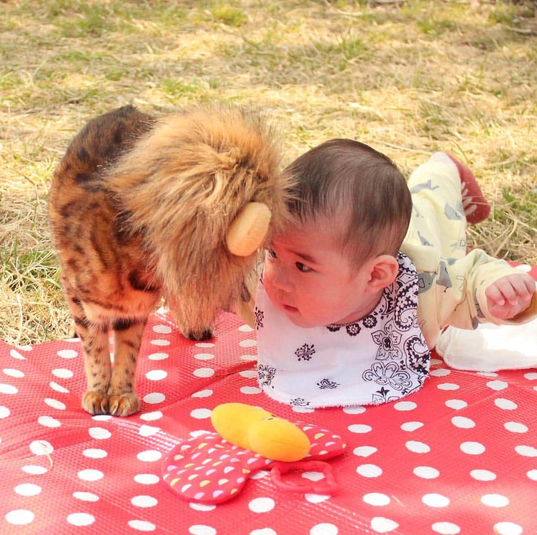 なつこさんのインスタグラム写真 - (なつこInstagram)「なつこさん、弟くんとピクニックしてきたよ🌳😽👶🌳 ・ #なつこ #なっちゃん #なつこさん  #ペコねこ部 #みんねこ #picneko #NEKOくらぶ #猫と暮らす #猫のいる暮らし #赤ちゃんと猫 #instacat #catstagram #catlife #catlover #ilovecat #topcatphoto #catsofinstagram #bestmeow #ねこ部 #ふわもこ部 #にゃんだふるらいふ #にゃんすたぐらむ #ねこすたぐらむ #hikingcat #AdventureCats #adventurecat #猫散歩 #散歩猫 #ライオンねこ #ピクニック」4月6日 16時10分 - natsuko_cat