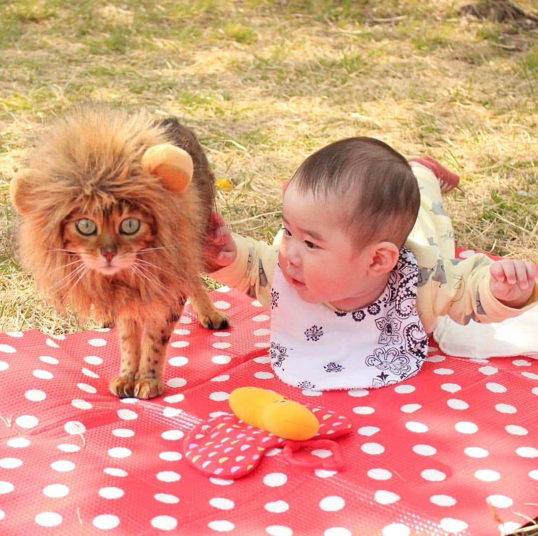 なつこさんのインスタグラム写真 - (なつこInstagram)「なつこさん、弟くんとピクニックしてきたよ🌳😽👶🌳 ・ #なつこ #なっちゃん #なつこさん  #ペコねこ部 #みんねこ #picneko #NEKOくらぶ #猫と暮らす #猫のいる暮らし #赤ちゃんと猫 #instacat #catstagram #catlife #catlover #ilovecat #topcatphoto #catsofinstagram #bestmeow #ねこ部 #ふわもこ部 #にゃんだふるらいふ #にゃんすたぐらむ #ねこすたぐらむ #hikingcat #AdventureCats #adventurecat #猫散歩 #散歩猫 #ライオンねこ #ピクニック」4月6日 16時10分 - natsuko_cat