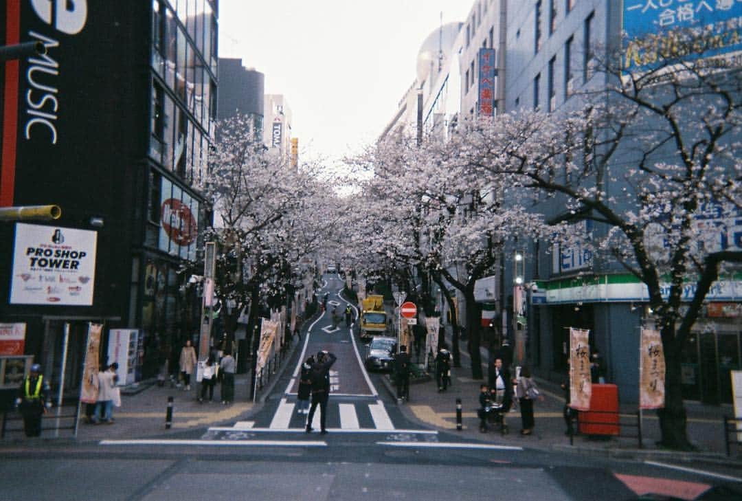 大和田南那さんのインスタグラム写真 - (大和田南那Instagram)「散らないでほしい」4月6日 16時13分 - nanaowada_official