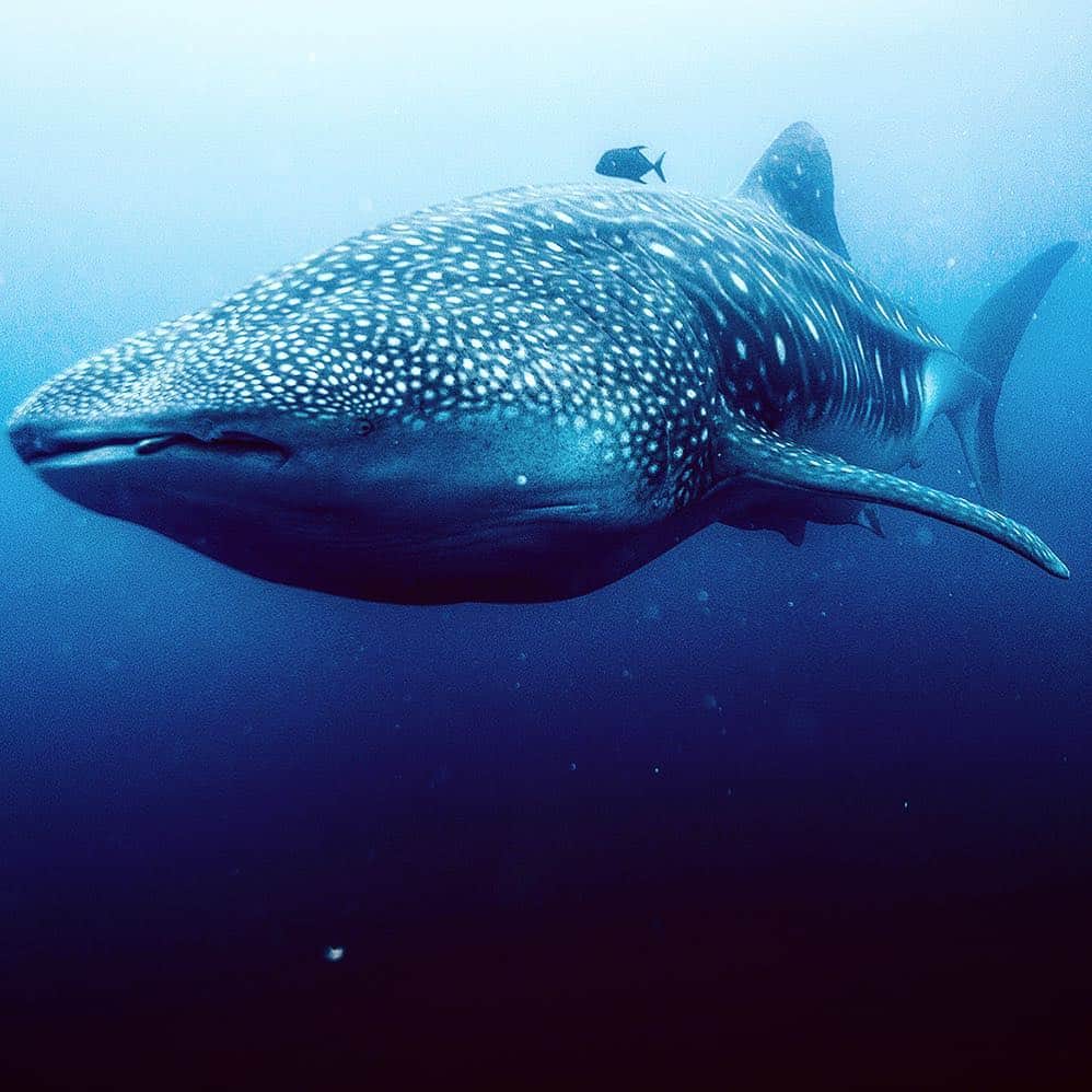 マイケル・ミュラーさんのインスタグラム写真 - (マイケル・ミュラーInstagram)「Having one of these pregnant 50-60 foot whale sharks swim up next to me and stop long enough for me to rub her temple and look into her eye for 5-10 seconds, was beyond.... Her eye was the size of a bowl and when they are moving slow they are moving fast.  That moment of connection we had was the closest thing to experiencing GOD as I’ve ever felt.  That’s the only way I can describe it. A moment I’ll treasure and is burned into my consciousness.」4月6日 7時36分 - michaelmuller7