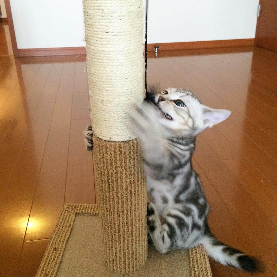 Alain アランさんのインスタグラム写真 - (Alain アランInstagram)「Good morning! Bonjour! Happy Caturday! Baby Alain. I was about 2.5 months old. I was practicing hunting 💥. * おはようございます。 土曜日は蔵出しアラン！ アランの子猫時代の写真をお見せしています。 生後2ヶ月半の頃のベビーアラン。狩りの練習中です！がんばれ〜！ * #babyalain #catstagram #cat_features  #topcatphoto #cutepetclub #catsofinstagram #ig_catclub #cats_of_world #meowsandwoofs #meowvswoof#nc_cuties #excellent_cats #catstocker  #bestmeow #magnificenteowdels#bestcats_oftheworld#INSTACAT_MEOWS #peco #スタペグラム#ペピ友#animalsco#mofmo#igersjp#みんねこ#ふわもこ部#ペコねこ部 #アメショー#ねこにすとパネル希望」4月6日 7時47分 - alain_cat