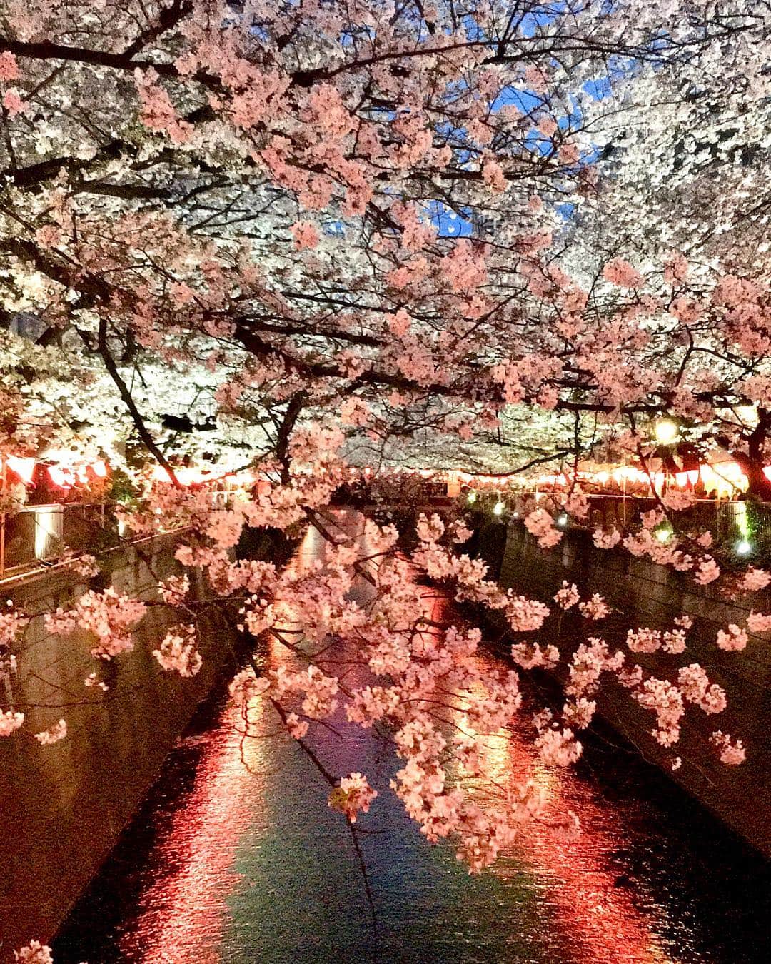 Rodner Figueroaさんのインスタグラム写真 - (Rodner FigueroaInstagram)「El atardecer en el río Naka-Meguro 🌸🌄 Naka-Meguro river walk at Sunset!!!! #cherryblossom #nakameguro #tokyo #japan #tokio #japon」4月6日 7時57分 - rodnerfigueroa