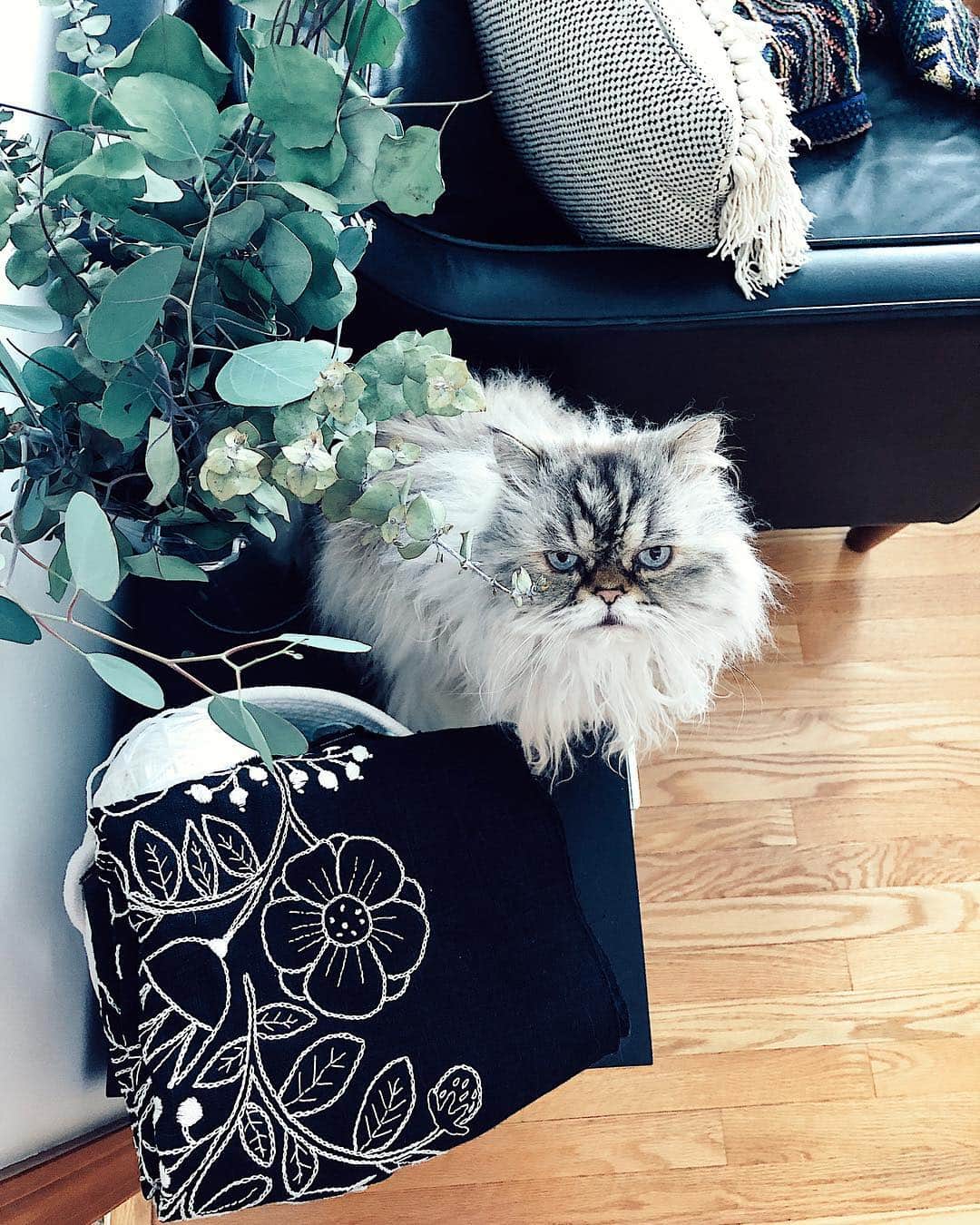 Dinara Mirtalipovaのインスタグラム：「Miss Matilda 🌿 happy weekend to all! #matildamycat」
