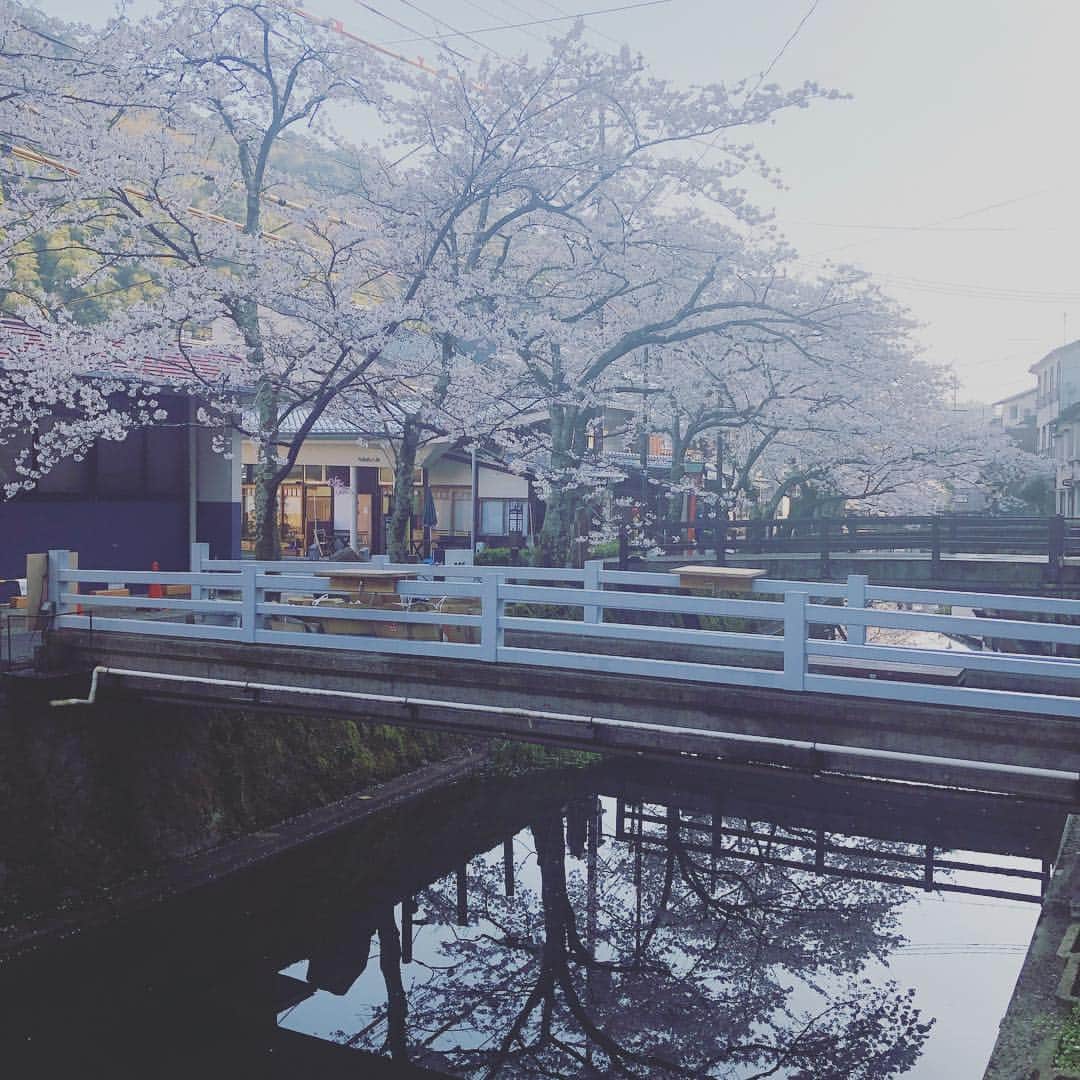 ひうらさとるのインスタグラム：「水面に映る桜も美しいよね…。今日からまた爆速で原稿！ホタルBABYまたすごいバカバカしいの出来たからお楽しみに！」