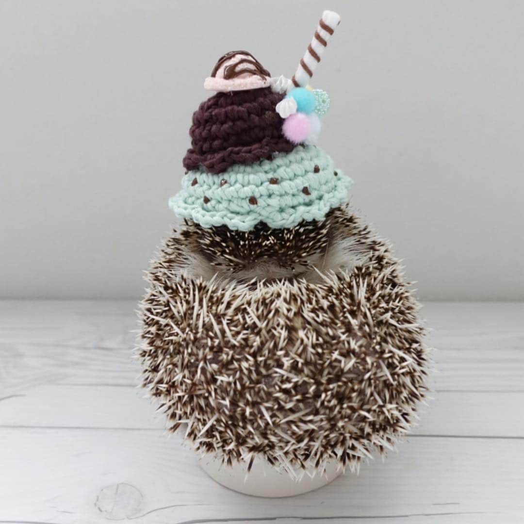 ラド&ティンクさんのインスタグラム写真 - (ラド&ティンクInstagram)「* Mint-chocolate-chip ice cream🍨 * model ： Tink * * 美味しそうなアイスクリームになったティンク。 ハリのトゲトゲまでチョコスプレーみたいで刺激的で美味しそうだよね😊❤️ * * @5by5chihiro さんのアイスのお帽子 * なんと、今日、 #まるっと小動物展in広島 で、このお帽子を作るワークショップが。 予約不要なので、行かれる方は是非❤️ * 詳細はこちら💁‍♂️ 「アイスのお帽子をつくろう！」 ワークショップ 開催日時：2019年4月6日（土）10時～ （14時～16時頃は昼食に抜ける予定です。） 開催場所：広島パルコ 新館5階 特設会場 〒730-0035　広島市中区新天地2-1 所要時間：15分～30分ほど 定員：なくなり次第終了となります。 参加方法：事前予約なしの自由参加です。 ワークショップ内容： アイスのベースからお好みのお色をお選びいただき、 お好きにトッピングしていただきます。 お作りいただいた作品は、 その場でお持ち帰りいただけます。 （ホイップクリームやソース等は乾くまでに時間が かかります。お気をつけてお持ち帰りください。) * * #ティンク #はりねずみ #ハリネズミ #針鼠 #ヨツユビハリネズミ #ヘッジホッグ  #ペット #ふわもこ部 #モフモフ #hedgehog #pygmyhedgehog #lovelypet #cuteanimals #hedgehogfamily #hedgie #Hérisson #igel#riccio #Erizo #고슴도치 #刺猬 #pecotv」4月6日 8時27分 - rado_pompon