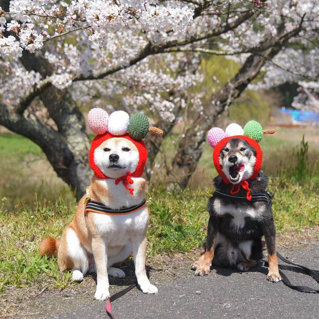 がんちゃんさんのインスタグラム写真 - (がんちゃんInstagram)「やっぱり 花🌸よりだんご🍡🍡 #オートクチュールコタオバサンヌ #コスプレ柴犬 #コスプレ柴 #コスプレ犬」4月6日 8時27分 - kota2ann