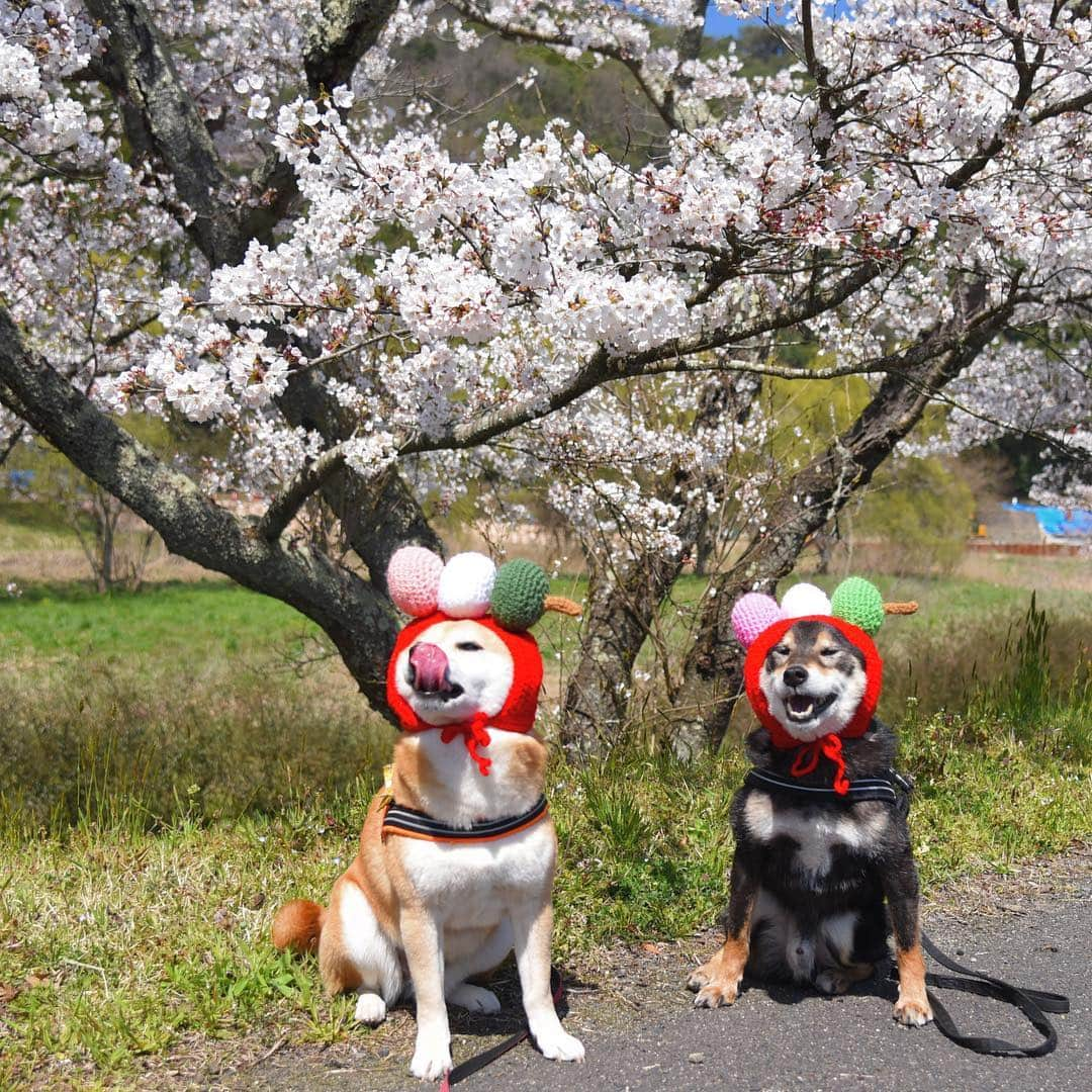 がんちゃんさんのインスタグラム写真 - (がんちゃんInstagram)「やっぱり 花🌸よりだんご🍡🍡 #オートクチュールコタオバサンヌ #コスプレ柴犬 #コスプレ柴 #コスプレ犬」4月6日 8時27分 - kota2ann