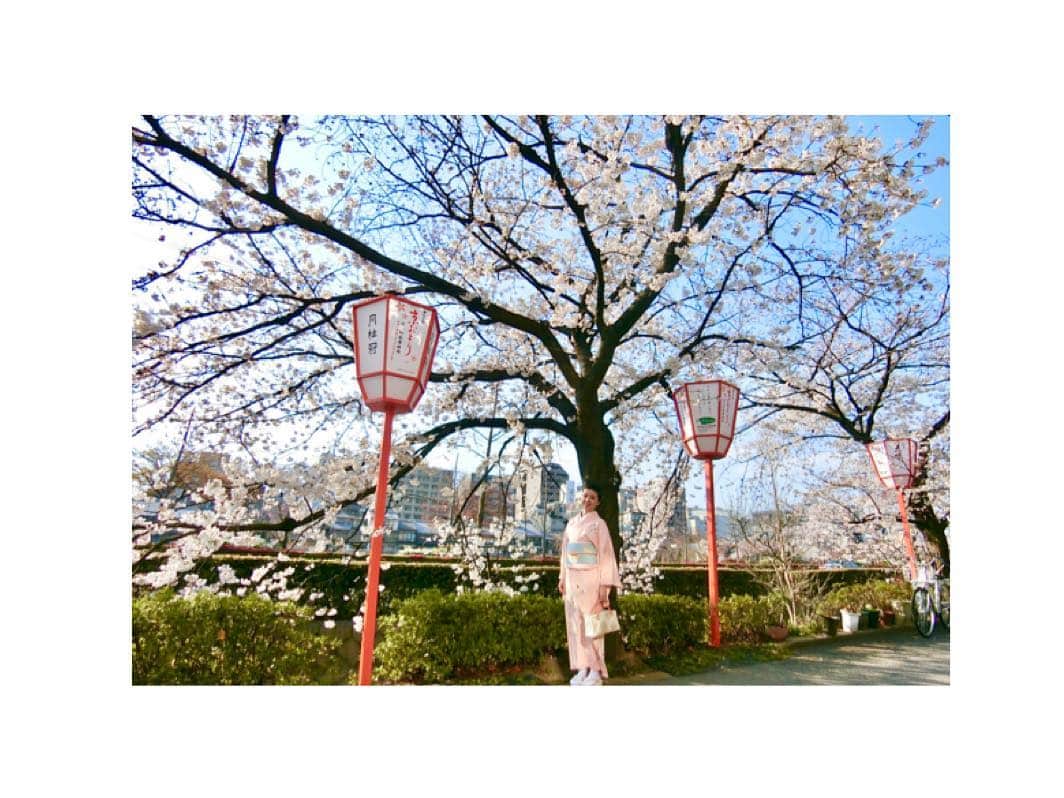 川村亜紀さんのインスタグラム写真 - (川村亜紀Instagram)「Cherry blossoms are in full bloom . 鴨川沿いの桜も満開ですね🌸 4月は花街の春の踊りの公演があり、より華やかな雰囲気が漂います。 #cherryblossom #fullbloom #kyoto #kamogawa #miyagawacho #kyoodori  #桜が綺麗 #花街 は #春の踊り  #京都 #鴨川 #宮川町」4月6日 8時30分 - _aki1015_