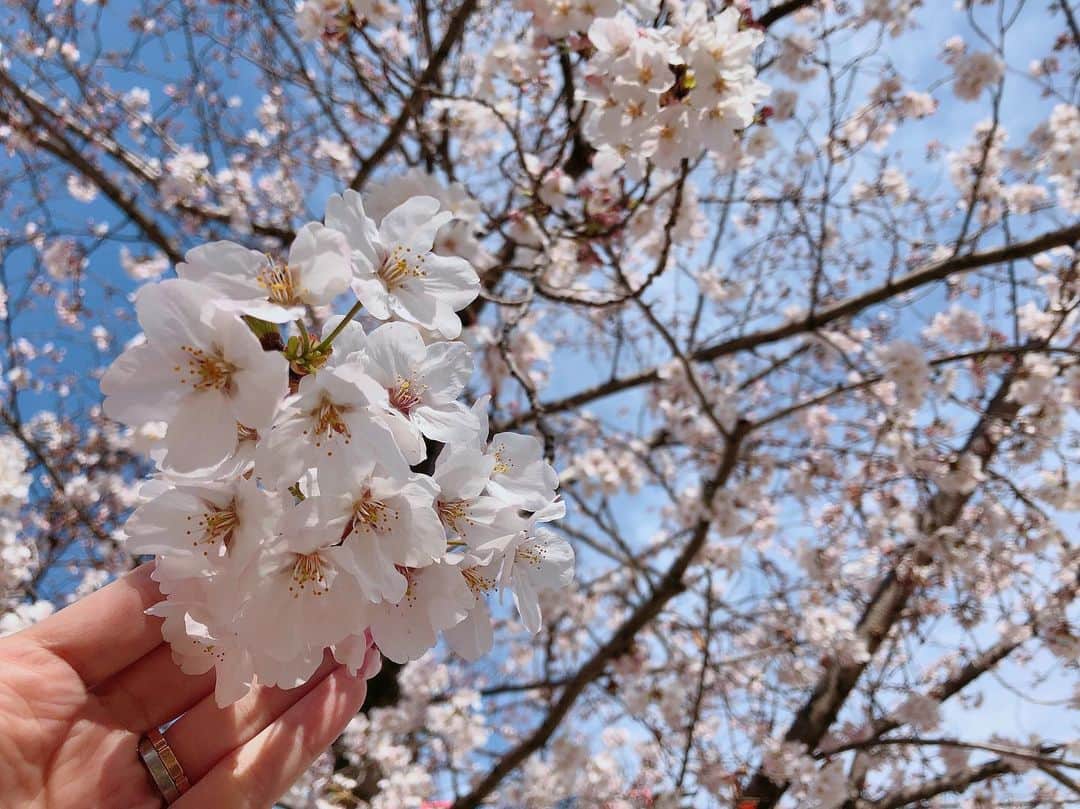 丸高愛実さんのインスタグラム写真 - (丸高愛実Instagram)「ちょこっとお花見🌸綺麗🥰  #お花見 #桜 #さくら #cherryblossom」4月6日 8時33分 - marutakamanami