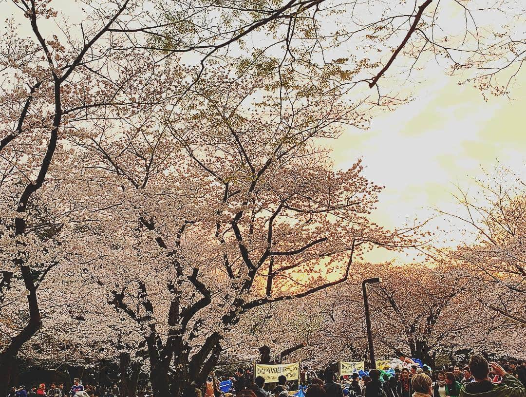 福田樹さんのインスタグラム写真 - (福田樹Instagram)「先週末のお花見🌸まだ寒かったのでモコモコ。笑 友達大勢集まって楽しかったな🎵 東京は今週末がラストかしら🤔 ※量多めのチータラ持ってますが、撮りましょうか？って言ってくれたお兄さんのものです笑笑 ・ #桜 #夕日 #綺麗 #お花見 #愉快な仲間たち #代々木公園 #春 #楽しかった #spring #cherryblossom #beautiful #japan #tokyo #friends #happy #holiday #enjoy #instagood #followme」4月6日 8時34分 - itsukifukuda