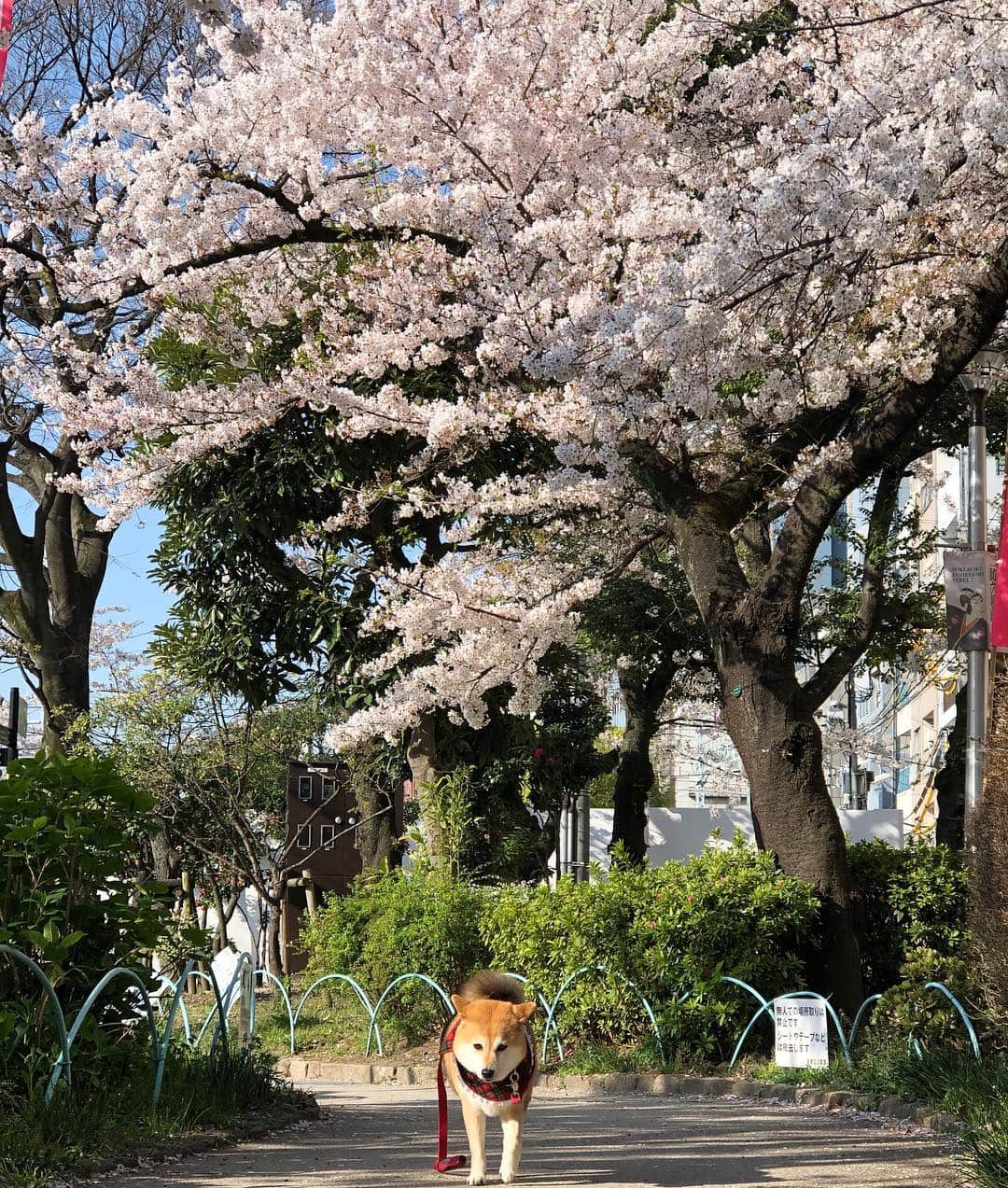 くるみさんのインスタグラム写真 - (くるみInstagram)「. 🌸桜まだ咲いててくれたー☺️🌸 .  ドナさんのテンソンは いつも通り😎 . . #はやくかえりたい #柴犬くるみ」4月6日 8時40分 - kurukurukurumi222