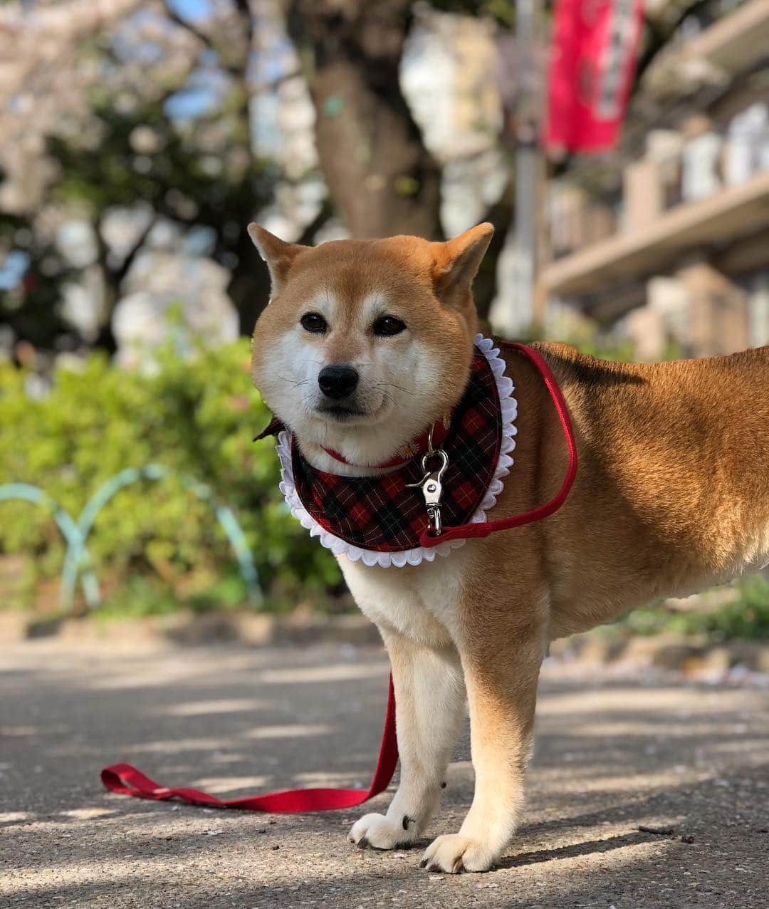 くるみさんのインスタグラム写真 - (くるみInstagram)「. 🌸桜まだ咲いててくれたー☺️🌸 .  ドナさんのテンソンは いつも通り😎 . . #はやくかえりたい #柴犬くるみ」4月6日 8時40分 - kurukurukurumi222