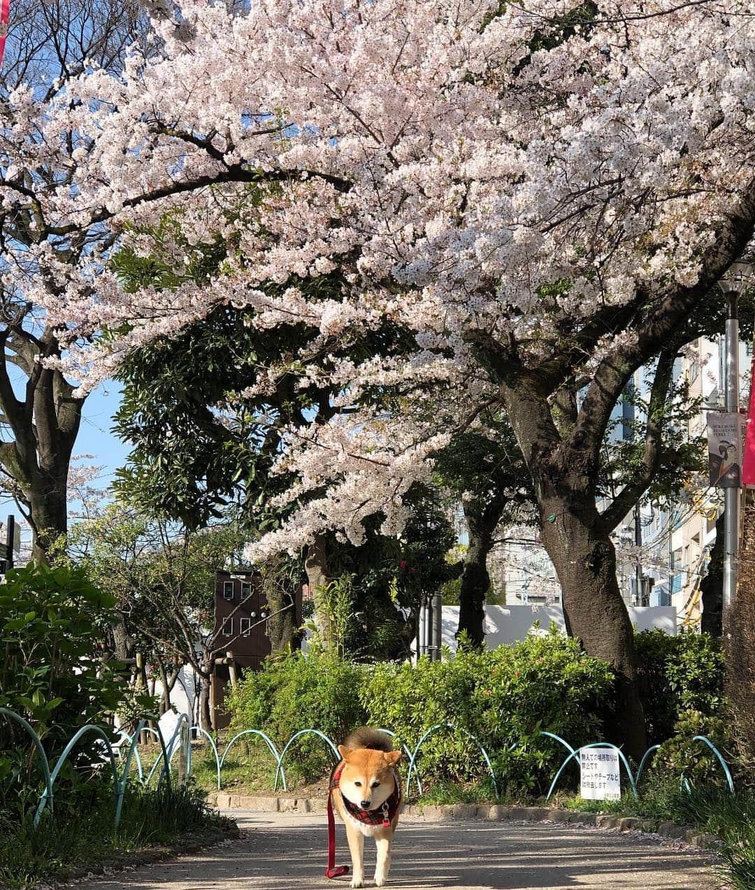 くるみのインスタグラム