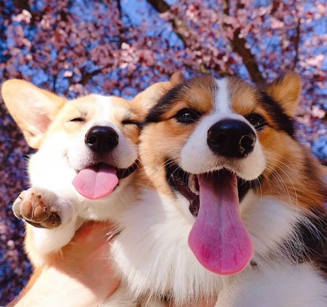 チェイサーのインスタグラム：「the cutest lil spring pups🐶🌸 @lychee_the_corgi #chaserbrand」