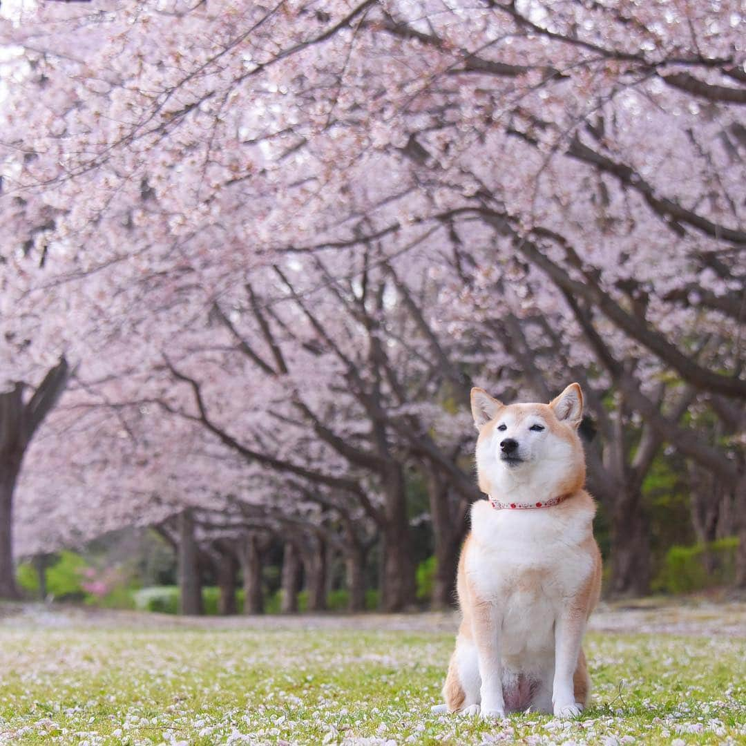 meekooさんのインスタグラム写真 - (meekooInstagram)「今朝の朝撮りりんご🌸 間に合ってよかった🍎」4月6日 8時58分 - meekoo