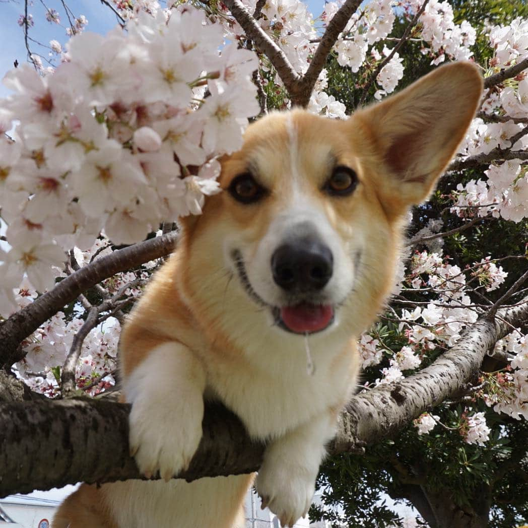 さゆりさんのインスタグラム写真 - (さゆりInstagram)「︎☺︎2019.4.6.Sat︎☺︎ Sakura are blossoming.🌸🐶❤️ * ヨダレちゃんが キラーんと たれてるよ～😂😂😂👌 * * * *」4月6日 8時59分 - jejejunh