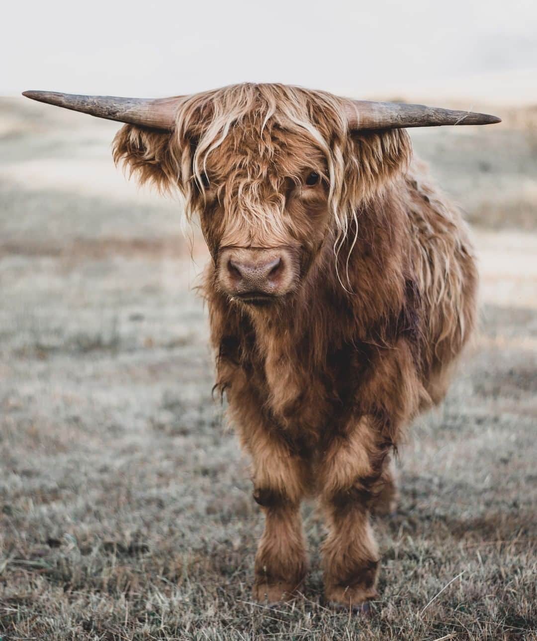 Nikon Australiaさんのインスタグラム写真 - (Nikon AustraliaInstagram)「“This was such a special morning, as a photographer I don’t think I could’ve asked for more perfect conditions to photograph these beautiful Highland cows. The golden morning light was beaming as the fog rolled in through the valley in the Highlands, Tasmania. I spent 5 hours with these beautiful cows and couldn’t wipe the smile off my face the whole time” - @lucychampion  Camera: Nikon D7200  Lens: AF-S Nikkor 50mm F/1.8G Settings: 1/400| F 2.0 | ISO160」4月6日 9時00分 - nikonaustralia