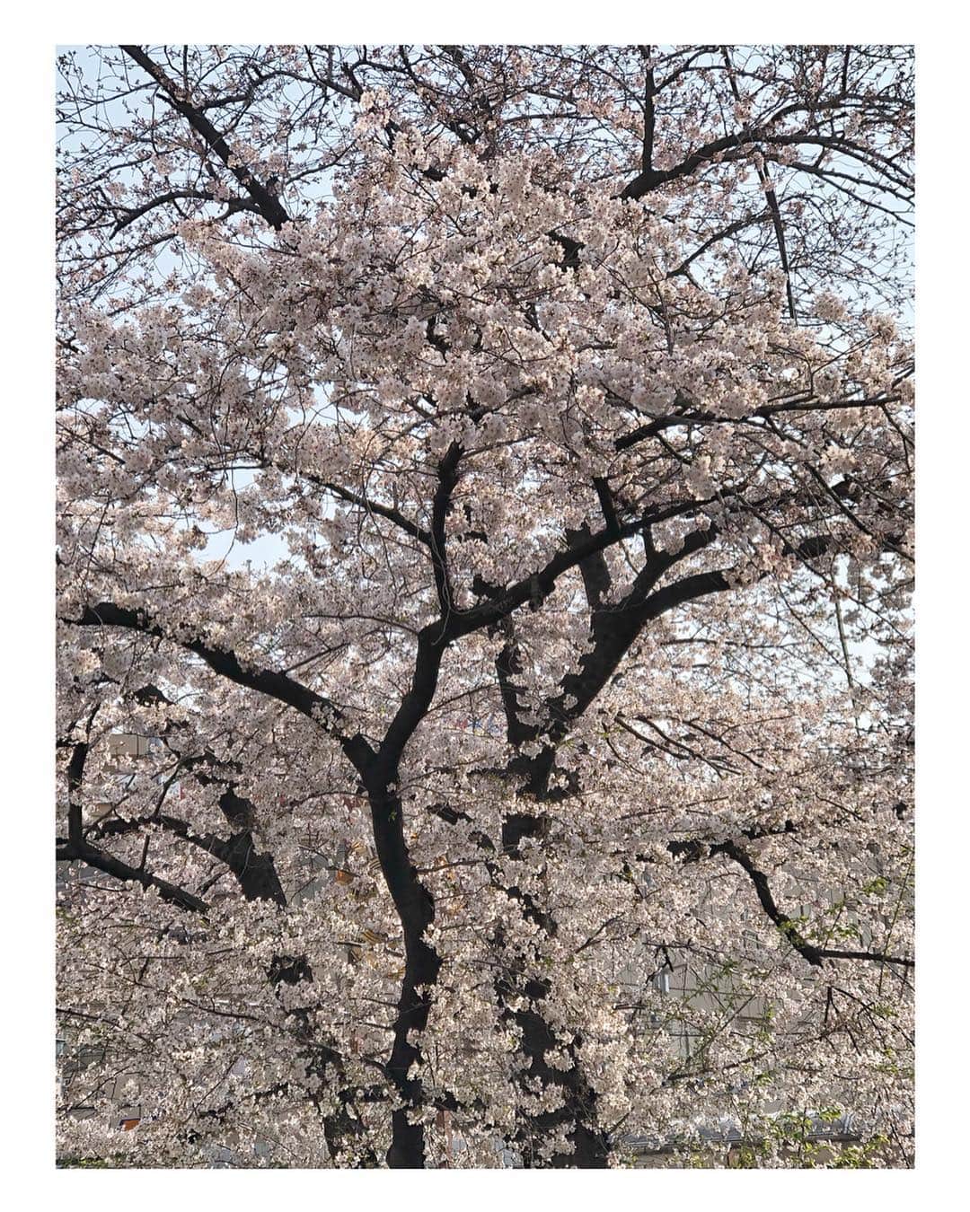 真矢さんのインスタグラム写真 - (真矢Instagram)「おはようございます🌸 最寄り駅の桜が八分咲きぐらいからようやく満開になりました🌸 今週末関西のお花見は最高ですね🌸 昨夜はBlogにて、今年の活動報告をさせていただきました。 相変わらずの裏方仕事ばっかりですが、それでも変わらず温かく見守ってくださる方々には、本当に心から感謝しております😌✨ 表の仕事も裏の仕事も両方してて、中途半端やな〜と思われてる方もおられると思います。 でも、私は線引きをキチンとしているつもりです。 裏の仕事をしている時は《真矢》ではなく、本名である《○○真矢》としてお仕事しています。 有難い事に、ずっと応援してくださってる方々は、それを理解の上で、本当に遠くから見守ってくれています。 そして表の仕事の時には、思いっきり一緒に楽しんでくれます。 最近はどんどんRQを引退した子達が、次のステージとしてコントローラーやマネージャーなどで頑張ってますね。 その子達もきっとちゃんと線引きしてるはず。 なのでむやみに声をかけたり、写真を撮ったりするのはやめてあげてほしい。 それを良しとする、又は売りとしているスポンサーさんもあるので、一概には言えないけど、そこは『察して』あげてください。 線引きって大事。 自分がちゃんと線引きできていれば、周りも理解してくれる。 私を今でも応援してくださる皆さんがそうであるように。 色メガネでしか見れない人にはどう思われたっていい。 決めるのはクライアントさんやからね。 今年も私はブレずに自分のスタンスで頑張っていきます。 よろしくお願い致します。 ✴︎ ✴︎ #cherryblossom #springhascome #mypolicy #workingwomenstyle #thankyouall #maya #真矢」4月6日 9時02分 - smile_mayaya