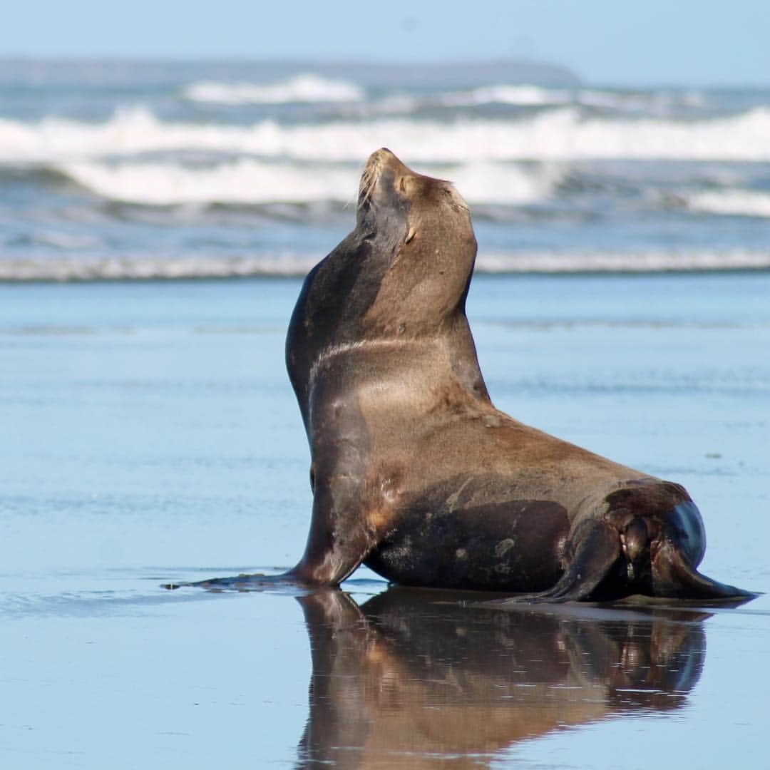 アメリカ内務省さんのインスタグラム写真 - (アメリカ内務省Instagram)「Breathe in...breathe out... you can Fri-nally catch up on some sleep! This zen moment brought to you by a poised sea lion at Olympic #NationalPark in #Washington. Sea lions, unlike seals, can walk on all fours on land, but their body is really best suited for life in the water. While underwater, they typically hold their breath 8 to 20 minutes so it only makes sense that they lead the breathing exercises. Photo by Cassie Hooker (www.sharetheexperience.org). #usinterior #wildlife #findyourpark #fridayfeeling #happyweekend」4月6日 9時07分 - usinterior