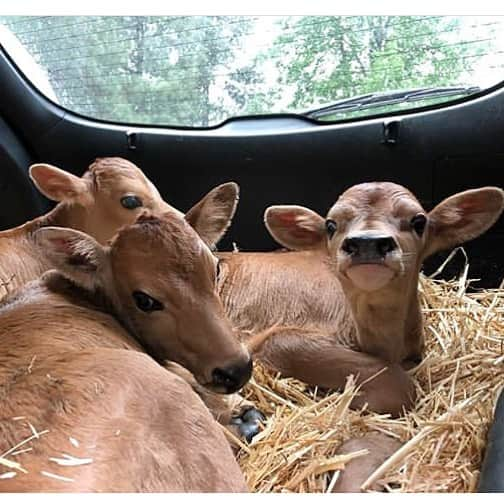 モービーさんのインスタグラム写真 - (モービーInstagram)「Three male calves saved by @animalrightsmovement . Male calves on dairy farms are either killed and thrown away(literally), or locked in lightless pens to be killed and turned into veal. Personally I’d rather not be involved in the torture and slaughter of beautiful, innocent animals. The choice is yours. #animalrights #animalliberation」4月6日 9時11分 - moby