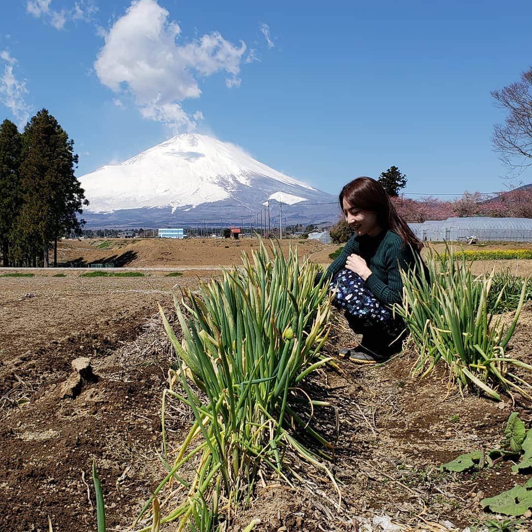 Hiromi Tomiiさんのインスタグラム写真 - (Hiromi TomiiInstagram)「4月1、2で#静岡県#小山町　へ . . #富士山頂と金太郎のまち . . . . 富士スピードウェイがあったり、金太郎の生誕の地だったり富士山頂がある町(^-^) . . 今回は車で来ました！ 東京駅からナビで1時間20分(^-^) 今回はみさ子と◎ . 富士霊園 →手作りハム のお店ando →飴屋→きくや→わさび漬丸中→目黒地蔵通り御門屋→道の駅ふじおやま→お写真は　#農家民宿このはな　さん . こちら最近オープンしたのですが、 前から気になっていて今回はこちらへ宿泊(^-^) 農家ならではのいろんな体験ができます！ ついてから、まずお茶を炒る体験。香りが芳ばしくなり、美味しい！ そして、夜ご飯で食べる、薫製を体験。 それから、ひのきを削ってマイお箸作り。 夜ご飯で食べるお団子作り。 夜ご飯はお写真最後とっても体にいいデトックスメニュー＼(^-^)／ よるのおふろに、お箸作りの時に出たひのきの削りかすを、袋に入れてお風呂に入れてもらったの。ひのきぶろ(^-^) 香りがよくて癒されました(^-^) . . 翌朝、朝イチで畑へ！ 富士山を眺めながら 里芋を掘ったり、ネギの収穫や、大根の収穫、 駆け回ったりしました。 収穫したものは朝ごはんて食べれます◎ . . . @_konohana 小山町の宏美の投稿は　→#宏美in小山町　で、 過去の投稿も見れます＼(^-^)／是非参考に💕 . . #小山に行きたい#小山町旅行#MtFuji#fujiyama#oyama#oyamajapan#shizuoka#trip#oyamatrip #女子旅#コーデ#きょコ #fashion #fashiongram  #currentlywearing #outfitpost #fashionpost#旅行コーデ#旅行好きな人と繋がりたい #写真好きな人と繋がりたい  #pr#トップス：#jferry_ins @jferry.jp (A31-118-10011)」4月6日 9時13分 - hiromi.tomii