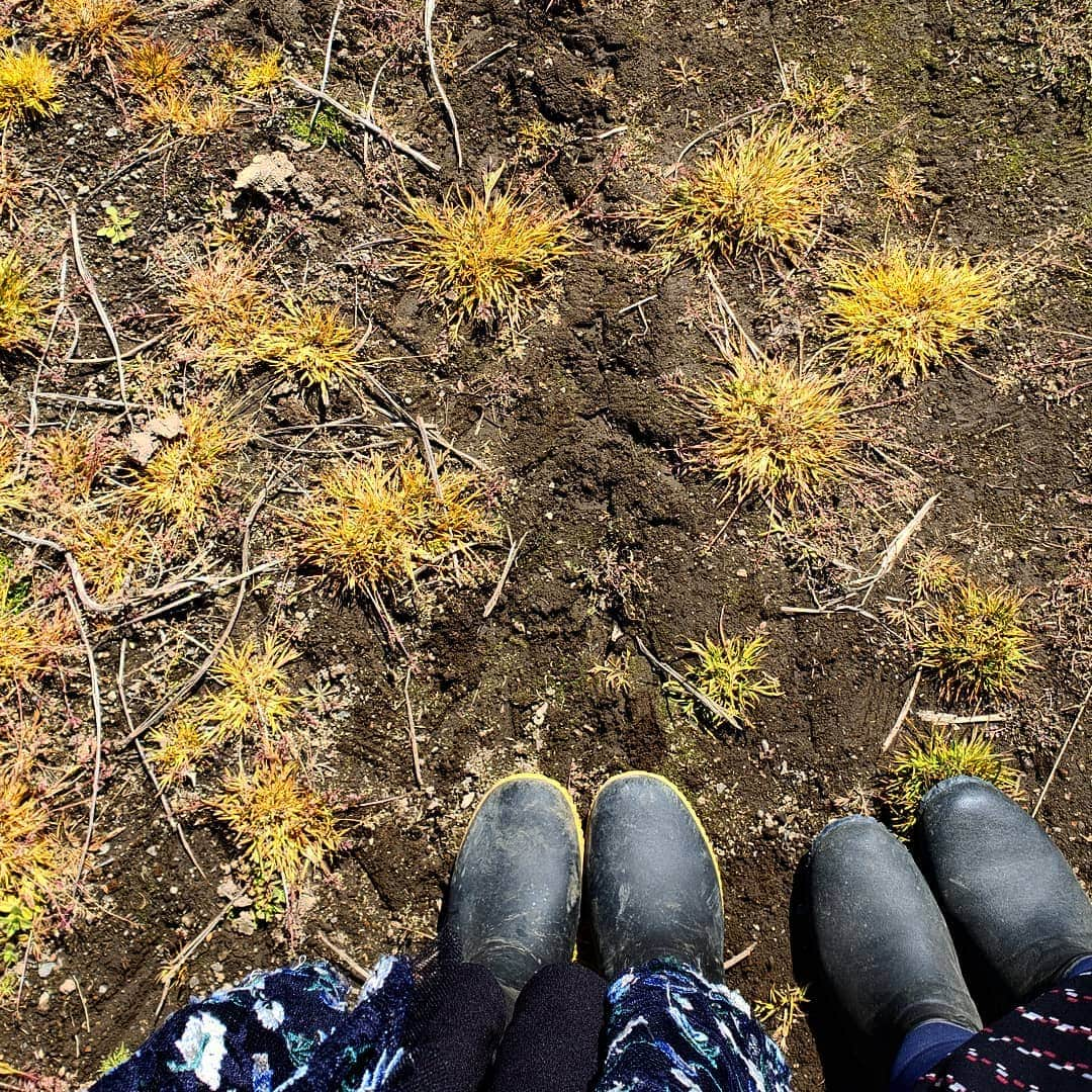 Hiromi Tomiiさんのインスタグラム写真 - (Hiromi TomiiInstagram)「4月1、2で#静岡県#小山町　へ . . #富士山頂と金太郎のまち . . . . 富士スピードウェイがあったり、金太郎の生誕の地だったり富士山頂がある町(^-^) . . 今回は車で来ました！ 東京駅からナビで1時間20分(^-^) 今回はみさ子と◎ . 富士霊園 →手作りハム のお店ando →飴屋→きくや→わさび漬丸中→目黒地蔵通り御門屋→道の駅ふじおやま→お写真は　#農家民宿このはな　さん . こちら最近オープンしたのですが、 前から気になっていて今回はこちらへ宿泊(^-^) 農家ならではのいろんな体験ができます！ ついてから、まずお茶を炒る体験。香りが芳ばしくなり、美味しい！ そして、夜ご飯で食べる、薫製を体験。 それから、ひのきを削ってマイお箸作り。 夜ご飯で食べるお団子作り。 夜ご飯はお写真最後とっても体にいいデトックスメニュー＼(^-^)／ よるのおふろに、お箸作りの時に出たひのきの削りかすを、袋に入れてお風呂に入れてもらったの。ひのきぶろ(^-^) 香りがよくて癒されました(^-^) . . 翌朝、朝イチで畑へ！ 富士山を眺めながら 里芋を掘ったり、ネギの収穫や、大根の収穫、 駆け回ったりしました。 収穫したものは朝ごはんて食べれます◎ . . . @_konohana 小山町の宏美の投稿は　→#宏美in小山町　で、 過去の投稿も見れます＼(^-^)／是非参考に💕 . . #小山に行きたい#小山町旅行#MtFuji#fujiyama#oyama#oyamajapan#shizuoka#trip#oyamatrip #女子旅#コーデ#きょコ #fashion #fashiongram  #currentlywearing #outfitpost #fashionpost#旅行コーデ#旅行好きな人と繋がりたい #写真好きな人と繋がりたい  #pr#トップス：#jferry_ins @jferry.jp (A31-118-10011)」4月6日 9時13分 - hiromi.tomii