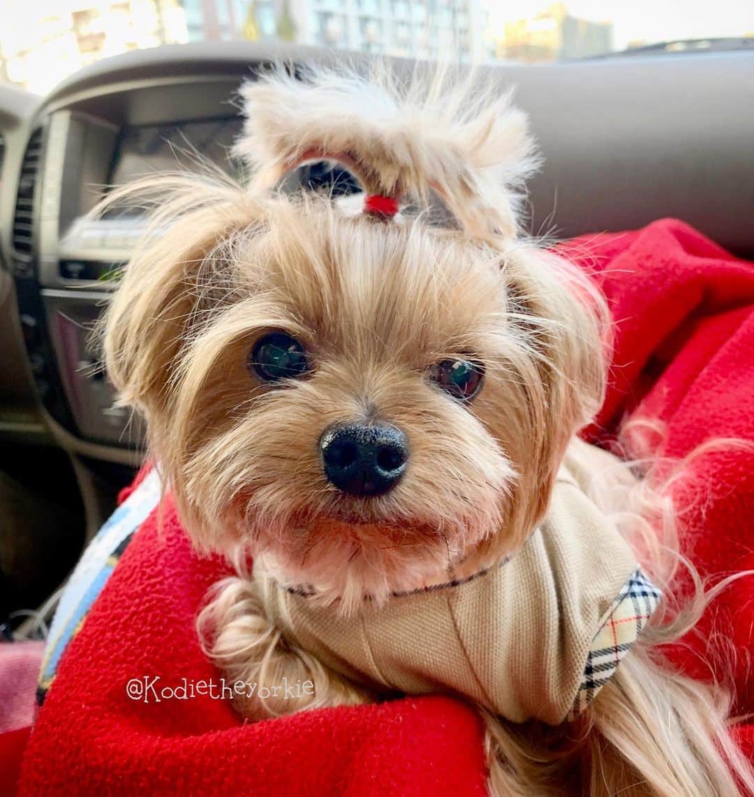 Kodie Bearさんのインスタグラム写真 - (Kodie BearInstagram)「❤️Happy Weekend Everyone! Do you have any fun plans ⛺️🏖⛲️lined up?❤️」4月6日 9時28分 - kodietheyorkie