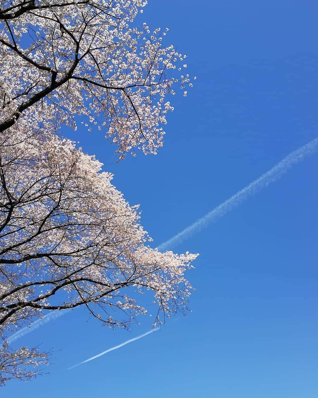 千種ゆり子さんのインスタグラム写真 - (千種ゆり子Instagram)「【4/6千種ゆり子の空てんき】 今日から、広島県と秋田県でも私の放送が見られるようになりました💕 . これで放送してない県の方が少ないくらいになったなぁ . 全国の沢山の方に見ていただいてると改めて気持ちを正して 寄り添った天気情報をお伝えできるように頑張ります！新年度もよろしくお願いします🙇‍♂️ . #テレ朝 #テレビ朝日 #スーパーjチャンネル #桜満開 #桜 #ソメイヨシノ #青空」4月6日 9時34分 - chikusa_yuriko