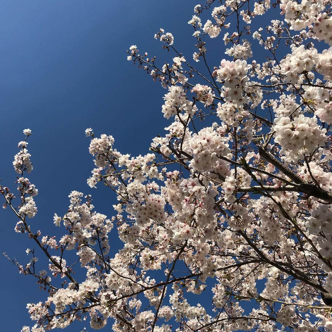 齊藤美絵さんのインスタグラム写真 - (齊藤美絵Instagram)「天衣無縫✨  祖母が見ていた桜🌸  #ツタエルヒト。」4月6日 9時36分 - saitomie