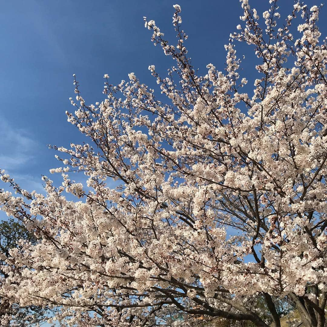 齊藤美絵さんのインスタグラム写真 - (齊藤美絵Instagram)「天衣無縫✨  祖母が見ていた桜🌸  #ツタエルヒト。」4月6日 9時36分 - saitomie