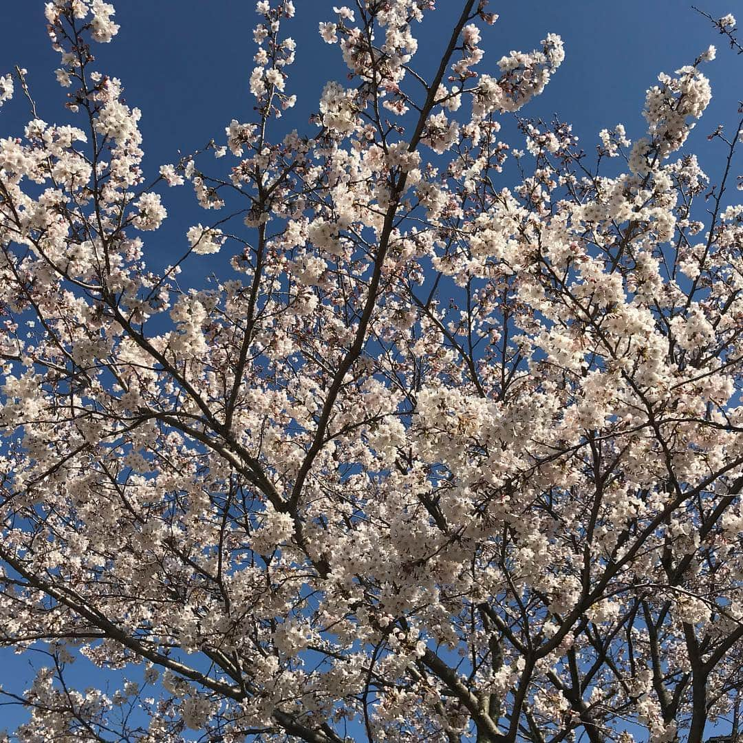 齊藤美絵さんのインスタグラム写真 - (齊藤美絵Instagram)「天衣無縫✨  祖母が見ていた桜🌸  #ツタエルヒト。」4月6日 9時36分 - saitomie