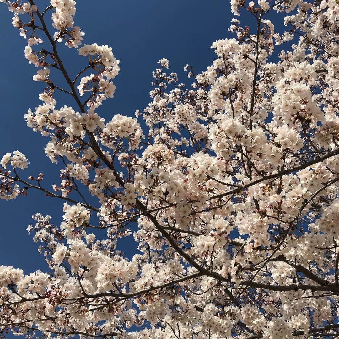 齊藤美絵さんのインスタグラム写真 - (齊藤美絵Instagram)「天衣無縫✨  祖母が見ていた桜🌸  #ツタエルヒト。」4月6日 9時36分 - saitomie