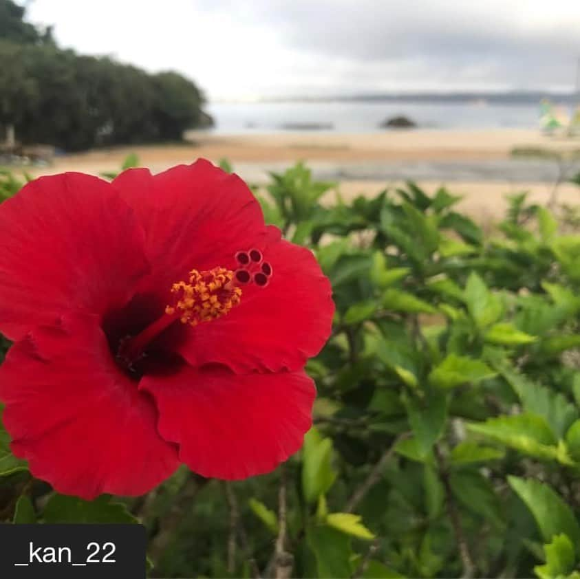 カヌチャリゾートさんのインスタグラム写真 - (カヌチャリゾートInstagram)「.﻿﻿ ﻿﻿🌸ハナナフォトコンテスト🌸﻿﻿﻿﻿﻿﻿﻿﻿﻿﻿﻿﻿﻿﻿﻿﻿ 🌺応募作品紹介🌺﻿﻿﻿﻿﻿﻿﻿﻿﻿﻿﻿﻿﻿﻿﻿﻿ ﻿﻿﻿﻿﻿﻿﻿﻿﻿﻿﻿﻿﻿﻿﻿﻿﻿ #repost﻿﻿ #カヌチャのハナナ2019﻿﻿ ﻿﻿﻿﻿﻿ ＊＊＊﻿﻿﻿﻿﻿﻿﻿﻿﻿﻿﻿﻿﻿﻿﻿﻿ インスタにてハナナフォトコンテスト開催中！﻿﻿﻿﻿﻿﻿﻿﻿﻿﻿﻿﻿﻿﻿﻿﻿ 「#カヌチャのハナナ2019」を付けて投稿するだけ😊🌷﻿﻿〆切は4/7(日)！明日です！」4月6日 9時41分 - kanucha_resort