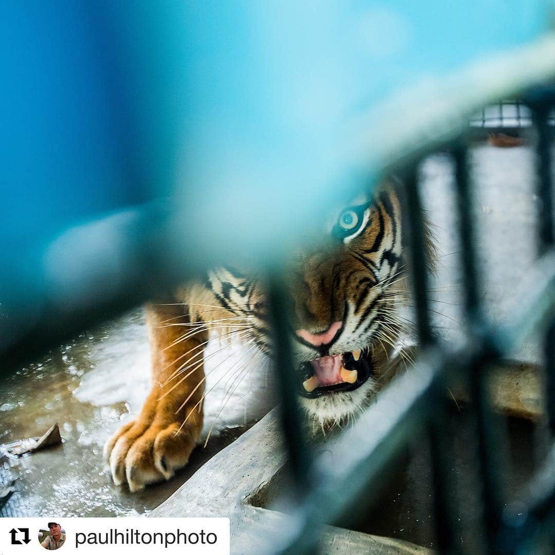 シャナン・ドハーティーさんのインスタグラム写真 - (シャナン・ドハーティーInstagram)「#Repost @paulhiltonphoto with @repostapp ・・・ Chinese Government document signals decision to open tiger trade is quietly going ahead  Last year the world was up in arms about a new Chinese Government policy which repealed a 25-year ban on use of tiger bone and rhino horn in traditional medicine. .In the face of widespread domestic and international outcry, Government representatives said in November 2018 that implementation of the policy was being delayed and that the ban remained in place.  However, a document issued in March 2019 by the Government of Shaanxi Province appears to implement the new policy and makes no reference to the November 2018 claims that a full ban is in effect. Instead, the document states that permits to buy or sell tiger and rhino products can be applied for in “special circumstances”. We have already seen this loophole being used to permit large-scale commercial trade in leopard bone and this document appears to open the door for trade in tiger and rhino parts for use in traditional medicine. Source: @eiaenvironment #stopextinction #photographersagainstwildlifecrime #lovetheleuser #stopwildlifecrime #racingextinction」4月6日 9時53分 - theshando