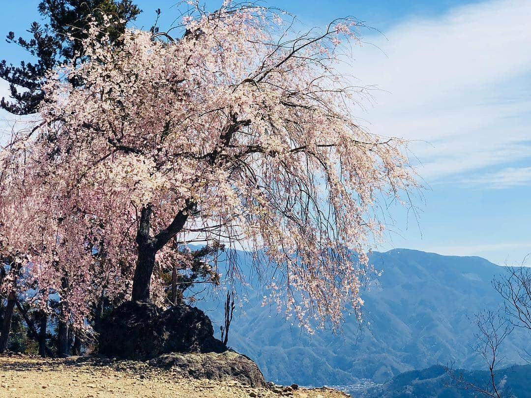 立花サキさんのインスタグラム写真 - (立花サキInstagram)「おはようございます🌸 山梨県のしだれ桜🌸 満開でした(^^) 今年は二度も満開の桜を堪能できて 嬉しいな😊  #しだれ桜 #日本 #山梨」4月6日 9時55分 - tachibanasakichaso