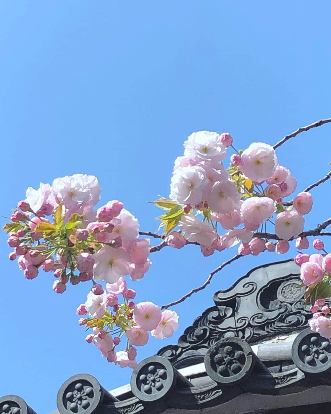 理絵さんのインスタグラム写真 - (理絵Instagram)「毎年楽しみにしている八重桜の木🌸  見ごろはもう少し先みたい  後日また見にこよう  #八重桜 #桜 #sakura #벚꽃 #cerisier #ciliegio #cherryblossom #cherryblossoms #flower #flowers #fiore #꽃 #花 #tokyo #japan」4月6日 10時05分 - ____rie____