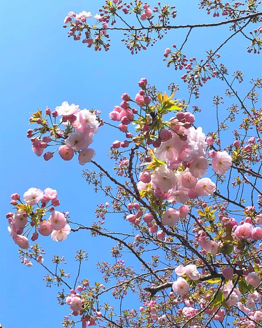 理絵さんのインスタグラム写真 - (理絵Instagram)「毎年楽しみにしている八重桜の木🌸  見ごろはもう少し先みたい  後日また見にこよう  #八重桜 #桜 #sakura #벚꽃 #cerisier #ciliegio #cherryblossom #cherryblossoms #flower #flowers #fiore #꽃 #花 #tokyo #japan」4月6日 10時05分 - ____rie____