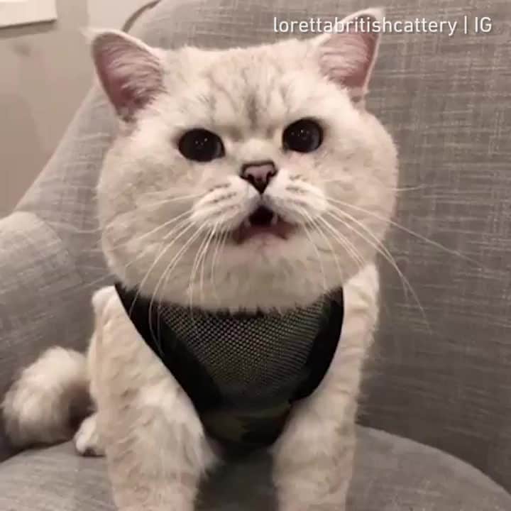 のインスタグラム：「Apollo understands what Mummy says⠀ ⠀ 📹@lorettabritishcattery⠀ ⠀ #meowed #lorettabritishcattery #apollo #Britishshorthair」