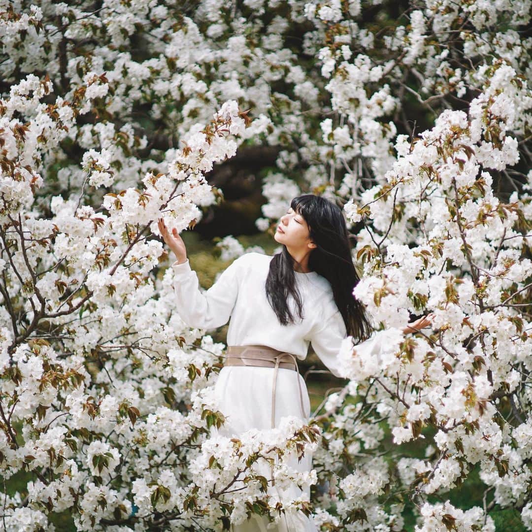 Naokoのインスタグラム：「full-blooming🌸 * 去年の今頃は18キロ太った身体で ノシノシ歩いていたから桜はおあずけ。笑 やーっと好きなように桜ガール撮れて幸せでした〜  Have a nice weekend! これからお花見してきます🍡」