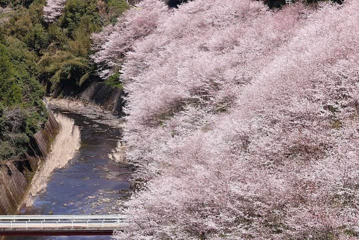 Visit Wakayamaさんのインスタグラム写真 - (Visit WakayamaInstagram)「.﻿ Need inspiration for your next trip?﻿ Just look at these #cherryblossoms in full bloom.﻿ #visitwakayama﻿ 📸: @hide.wakayama」4月6日 10時07分 - visitwakayama