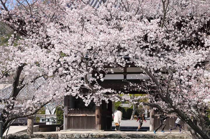 Visit Wakayamaさんのインスタグラム写真 - (Visit WakayamaInstagram)「.﻿ Need inspiration for your next trip?﻿ Just look at these #cherryblossoms in full bloom.﻿ #visitwakayama﻿ 📸: @hide.wakayama」4月6日 10時07分 - visitwakayama