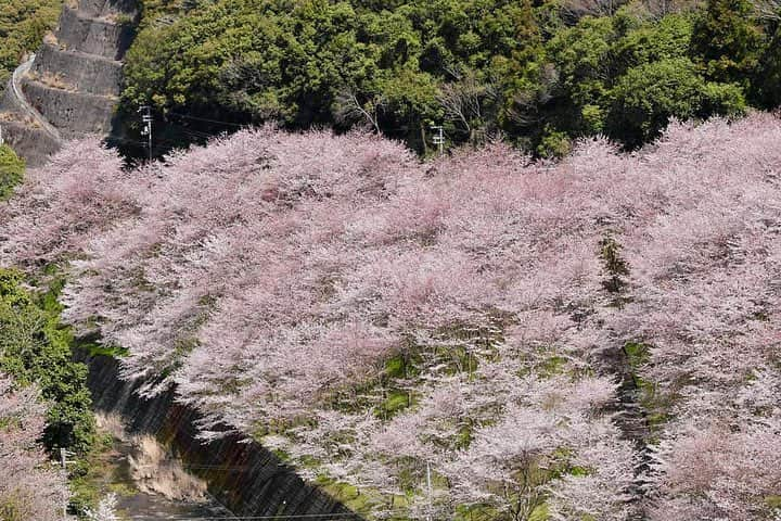 Visit Wakayamaさんのインスタグラム写真 - (Visit WakayamaInstagram)「.﻿ Need inspiration for your next trip?﻿ Just look at these #cherryblossoms in full bloom.﻿ #visitwakayama﻿ 📸: @hide.wakayama」4月6日 10時07分 - visitwakayama